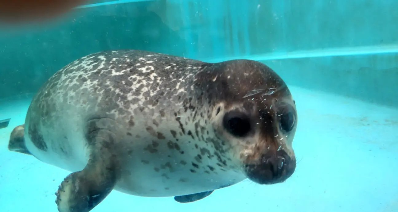 🐠 시부카와 마린 수족관(다마노 해양 박물관) 이미지 3